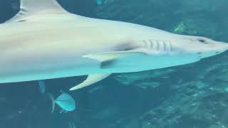 The Aquarium in Xpark, Taoyuan, Taiwan