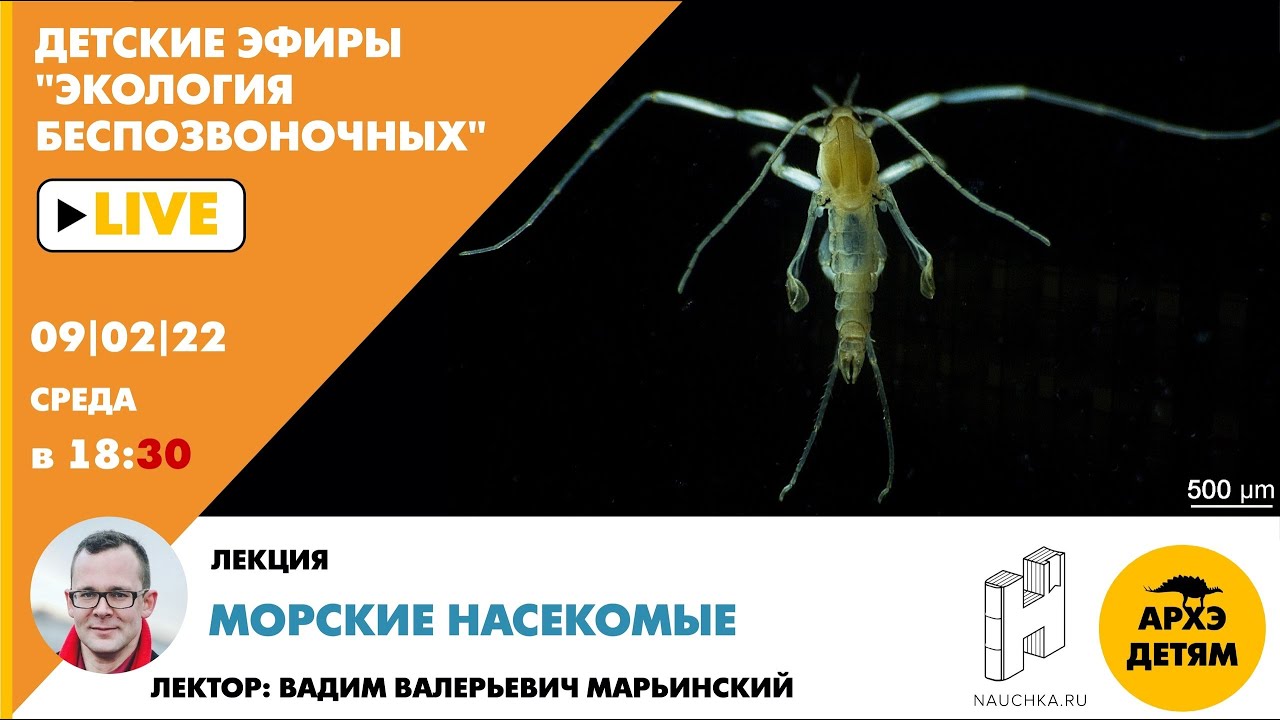 Детский эфир с лекцией Вадима Марьинского "Морские насекомые" курса "Экология беспозвоночных"
