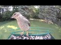Another Daily Dose of Birds.        #bird #naturelovers #birdfeeder #birdfeeding #birdphotography