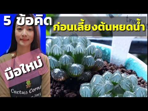 วีดีโอ: หลีกเลี่ยงปัญหาน้ำฉ่ำ – ควรใช้น้ำชนิดใดสำหรับพืชอวบน้ำ