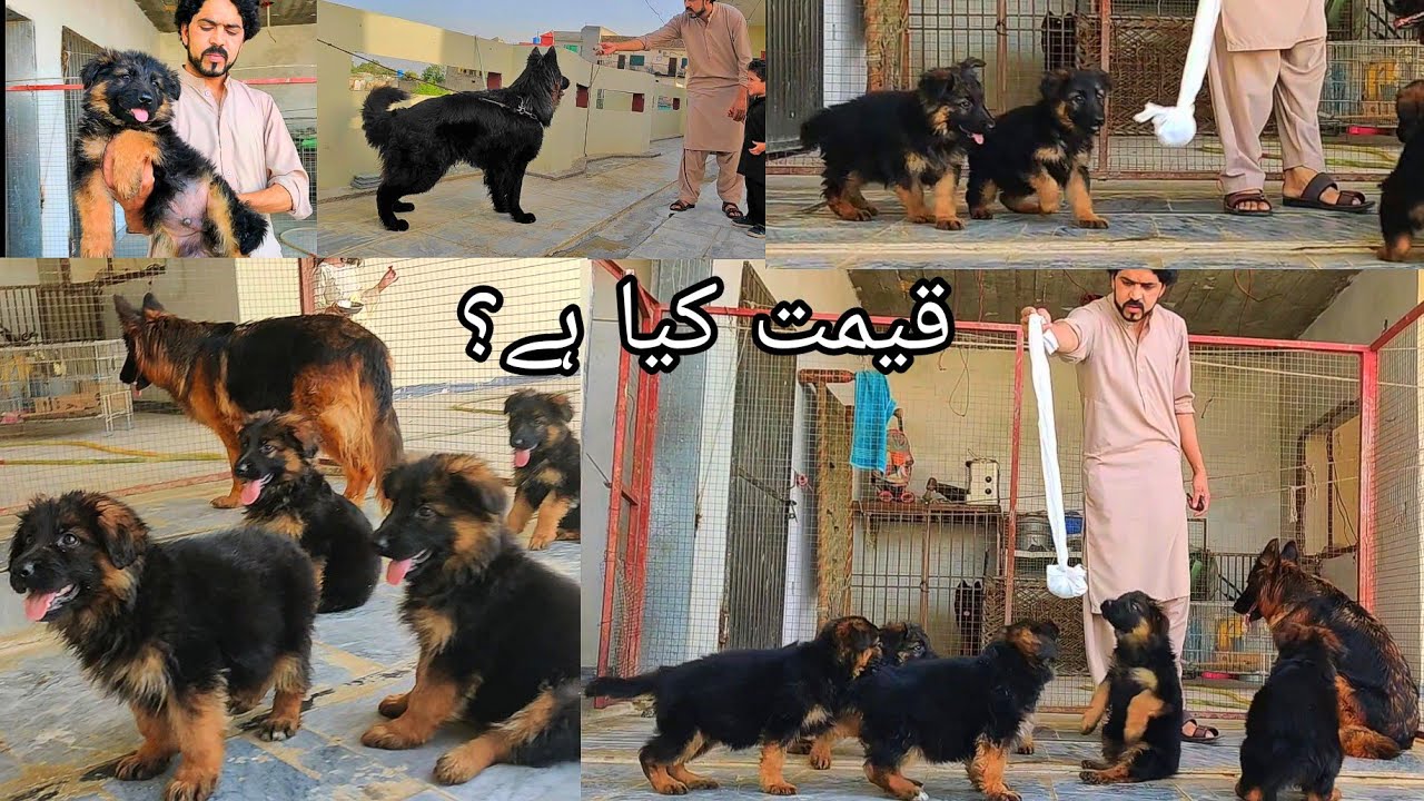 World Best Quality German Shepherd Dog In Punjab German Shepherd Puppy world-best-quality-german-shepherd-dog-in-punjab-german-shepherd-puppy