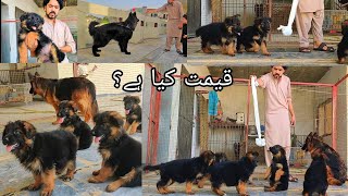 World Best Quality German Shepherd Dog in Punjab, German shepherd Puppy, 10 Pupps @Animal Hub