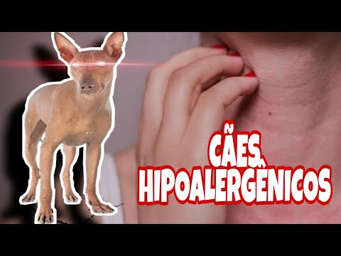 Vídeo: Um cão de caça é hipoalergênico?