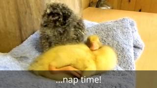 Owl and duckling