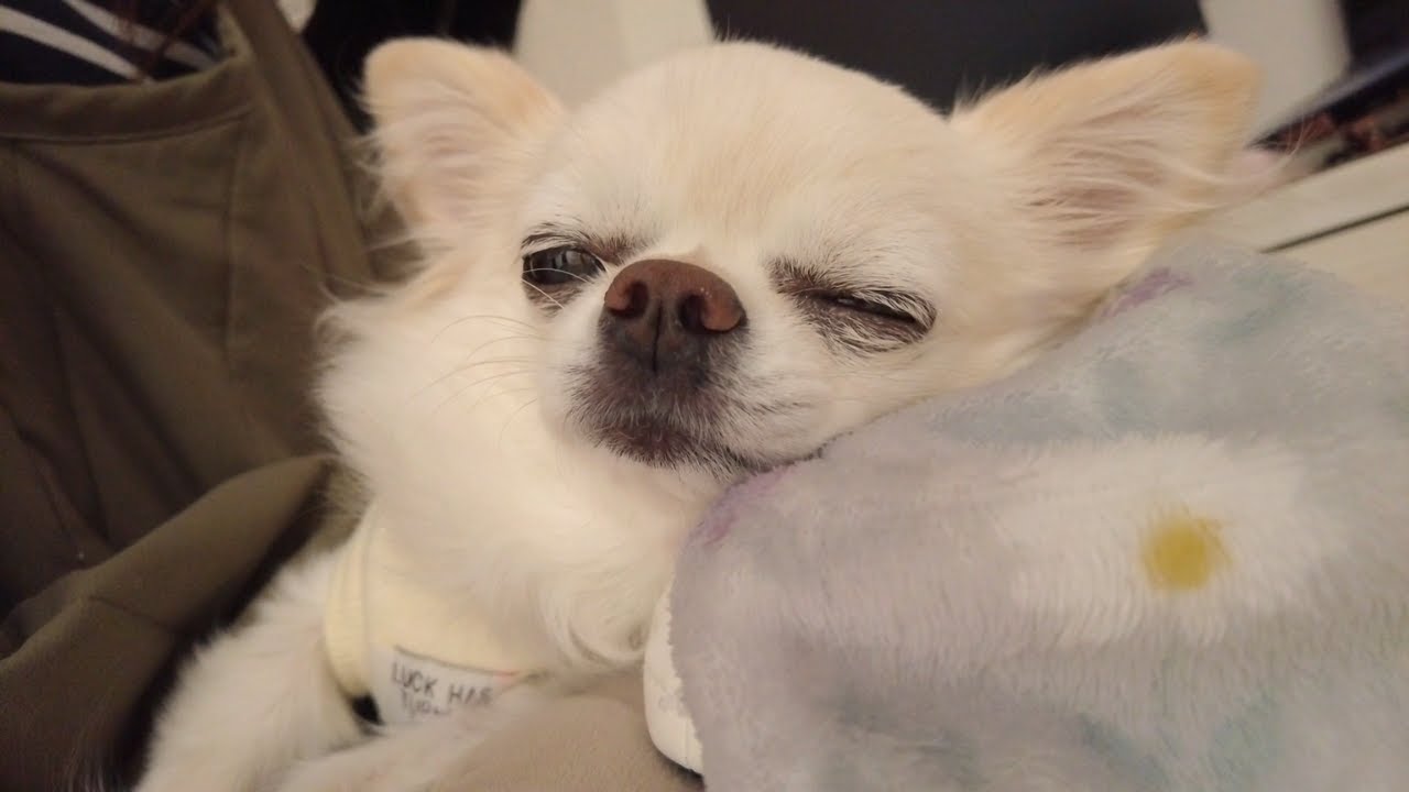 至福のお昼寝時間…しつけとお散歩を頑張ったので午後はゆっくり眠る箱入り娘チワワ