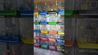 Fasilitas Penangkaran Kenari Terbesar burung kenari bernyanyi shorts shorts subscribe ytshorts