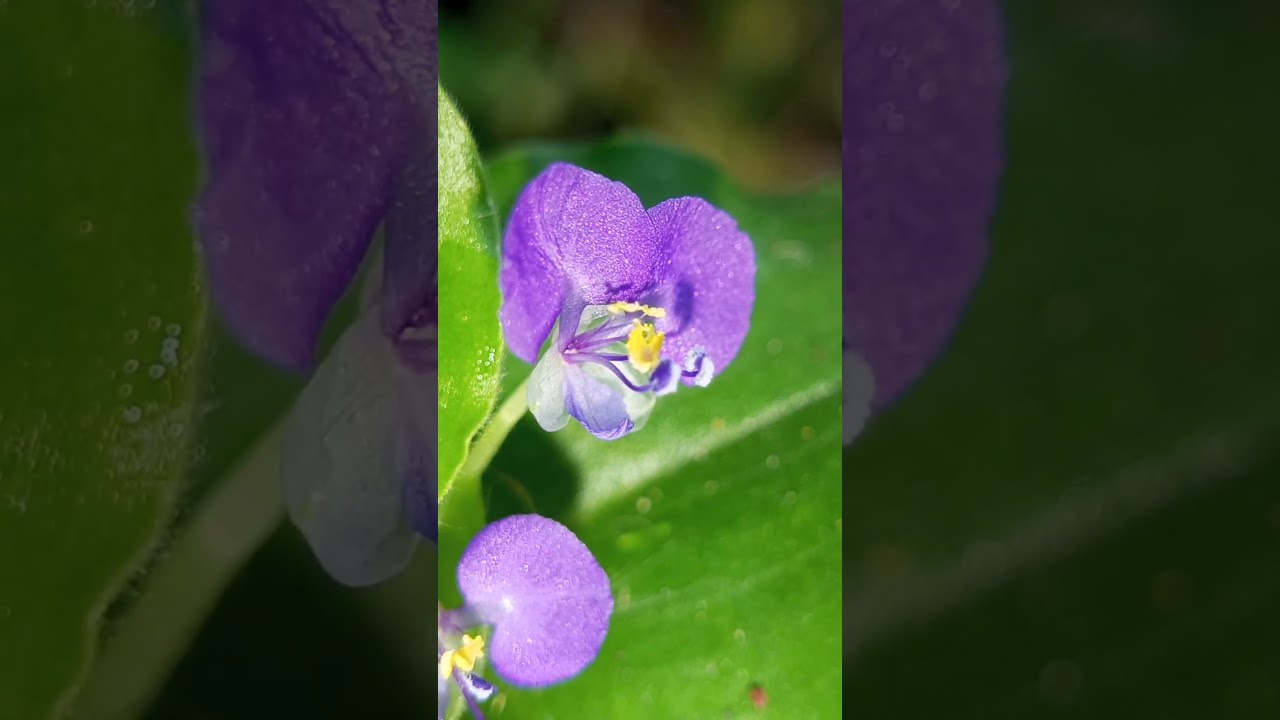Commelina benghalensis