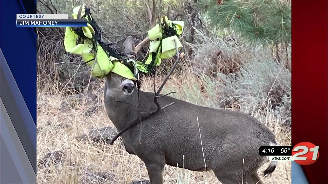 Deer in Bend with tangled antlers sparks residents' concern YouTube