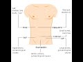 Progression of Pain In clerking Acute Abdomen