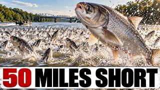 Invasive Carp Stalled 50 Miles From Lake Michigan. What's Holding Them Back?