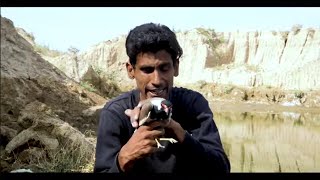 Red-Wattled Lapwing |Titeri | Asian Plover| Green plover screenshot 1