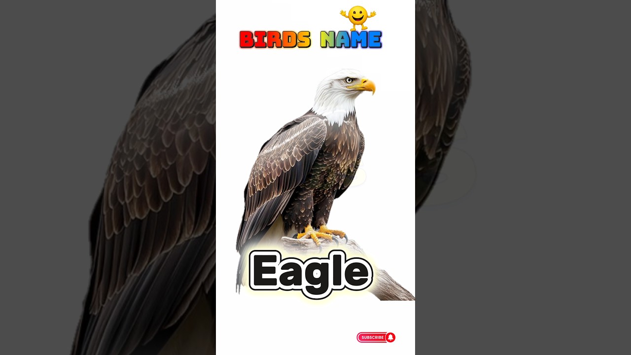 Birds Name in English with Picture 