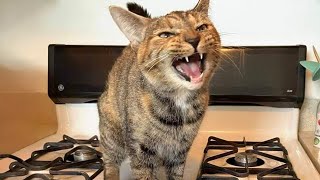Cat is an Absolute Lunatic! 😹 Funny Cats Videos 2025