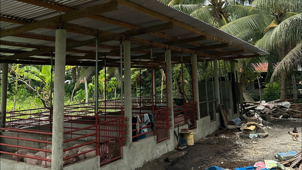 Pag aalaga ng Baboy (Fattener) 3-4 months old #baboyangwalangamoy #farm #farming #piggerybusiness