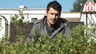 How to prune Buddleja Buzz™ video with Thompson & Morgan.