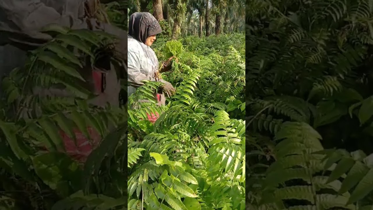 mencari daun pakis, daun pakis adalah tanaman liar yg dapat dijadikan sayuran