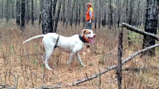 New Jersey opening day quail hunt in the NJ Pine Barons, 2015 (filmed by our 8 & 10yr old sons)