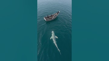 Midjourney Video is now out! #midjourneyv7 v7 #sample #aivideo