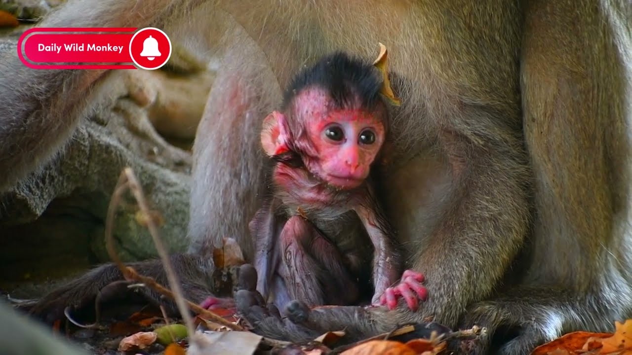 Cute newly baby monkey living with father. The Natural Life Monkey