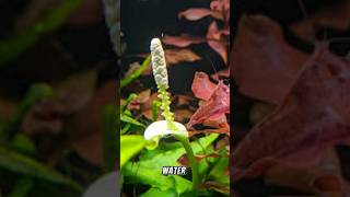 Download Lagu I hope it flowers 🌸 🤞#aquarium #fish #hobby #flower #plants MP3