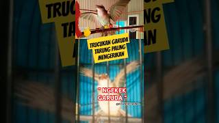 Download Lagu Trucukan garuda fighter paling mengerikan | trucuk ngekek emosi garuda #trucukangaruda @sobokalen MP3