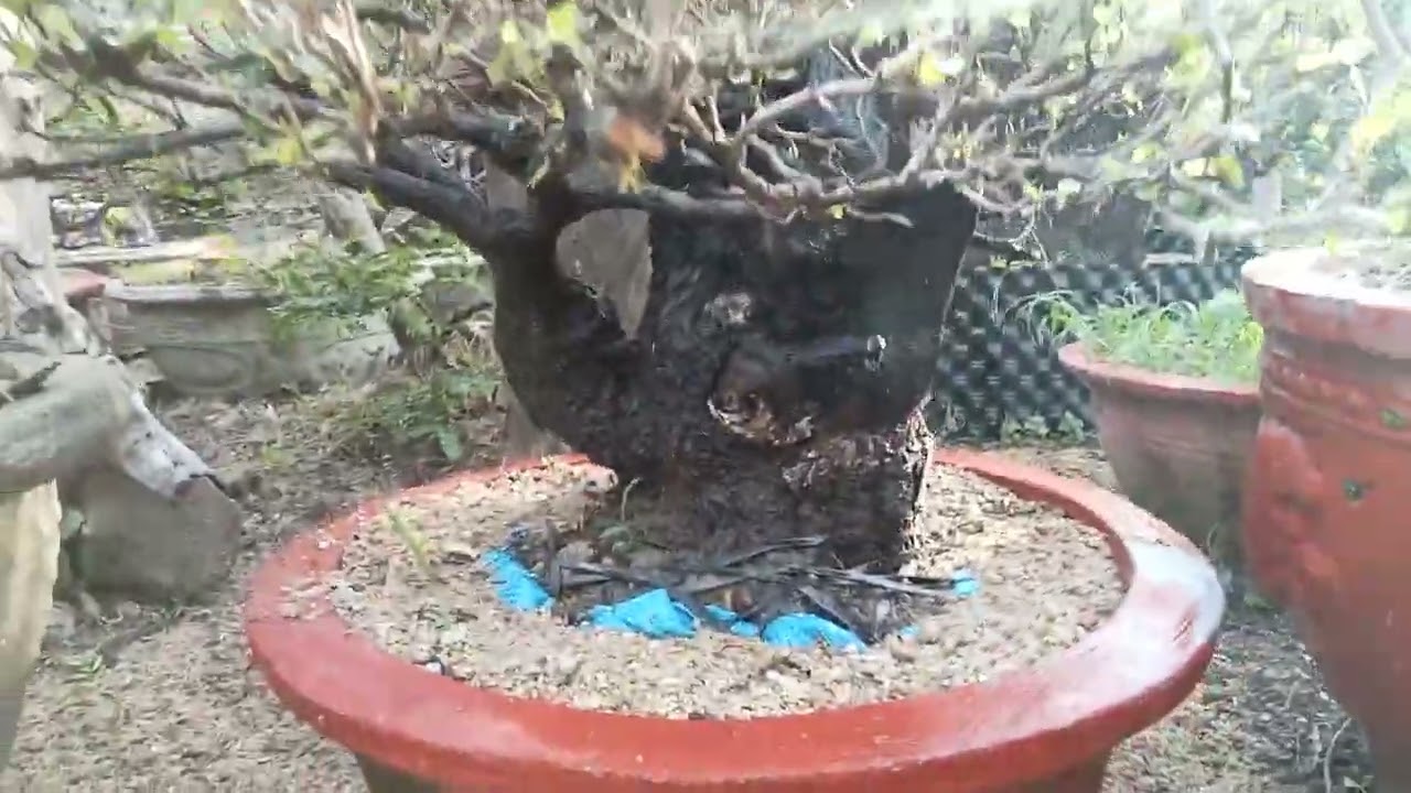 【中品 山採　杜松盆栽】　　　TGUYEN PHUNG TIEP 杜松 中品盆栽