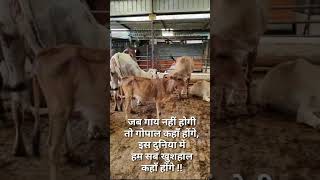 Day 51 -- The cow is considered a sacred animal in Hindu culture.