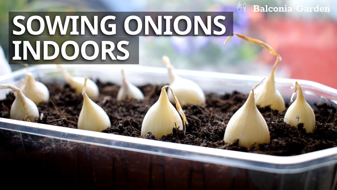 potting soil for cactus and succulents C&S SOIL-LESS POTTING MIX FOR SUCCULENTS Best Suited for Cactus and  Succulents – Urban Gardening Mom main image 0
