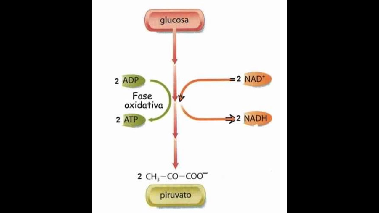 PPT - Transporte de electrones y fosforilación oxidativa PowerPoint  Presentation - ID:3734699, image size:1280x720