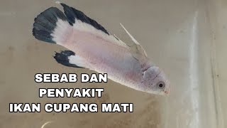 5 PENYEBAB IKAN CUPANG MATI