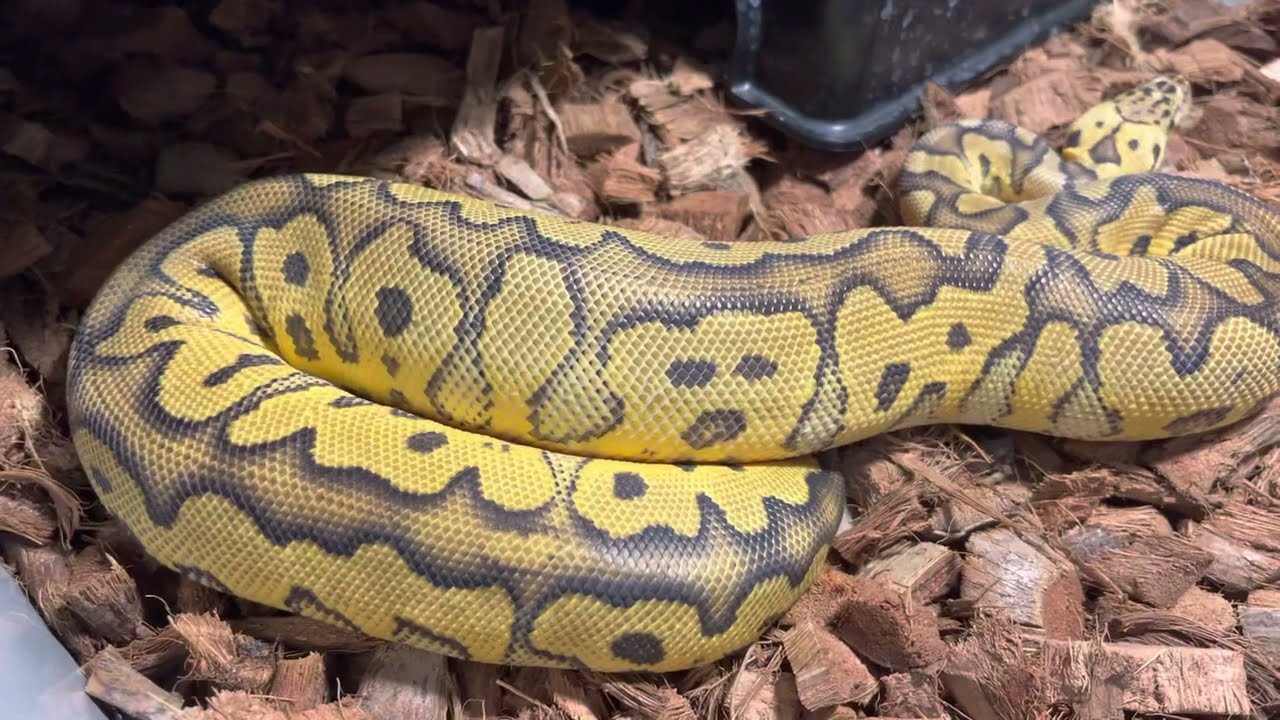 Clown Pastel Het Pied Ball Python