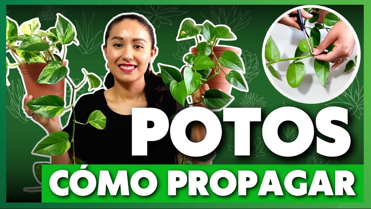PROPAGACIÓN DE POTOS 🤗🌿