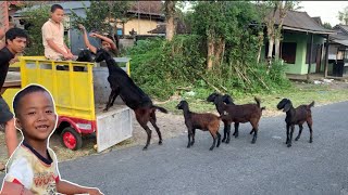 Mau Naikin Ibu Kambing Malah Anaknya Juga Ikut Naik