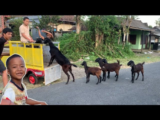 Mau Naikin Ibu Kambing Malah Anaknya Juga Ikut Naik class=