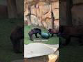 Sharing is caring—just ask Daisy (after she steals the toy). 😄🐾 #Bears #smokymountains