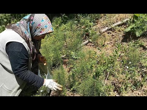 At Kuyruğu - Kırk Kilit Otu Faydaları