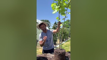 How to transplant Fig Trees In bigger pots