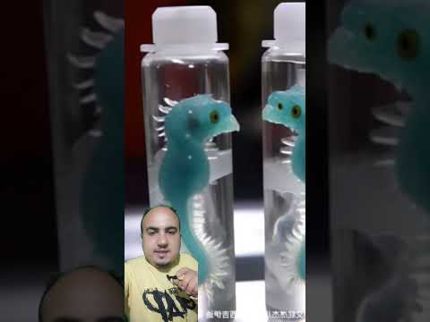 الصين تنجح في استنساخ اول تنين في العصر الحديث       