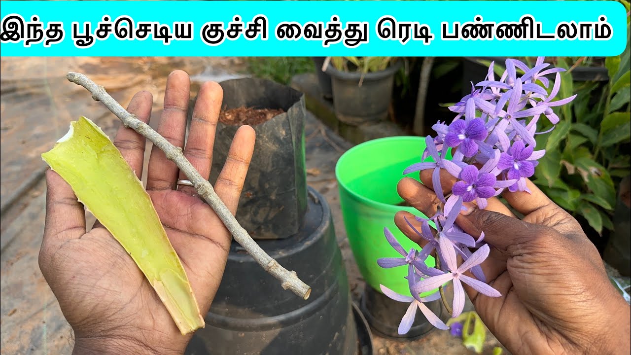 🔴🌱இந்த பூச்செடிய குச்சி வைத்து ரெடி பண்ணிடலாம் /petrea flower cuttings propagation 🌺🌵☘️