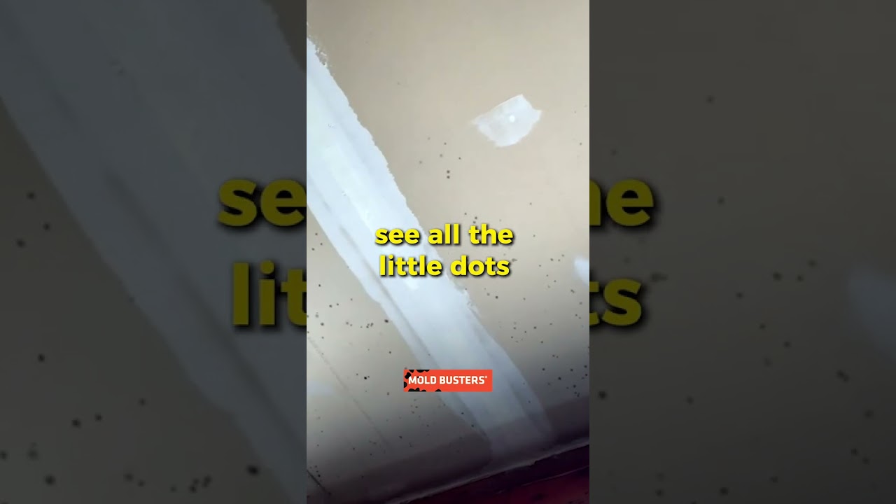 Black Mold  In the Garage  Virtual Inspection