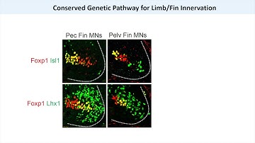 Skating into the Evolution of Walking / Cell, February 8, 2018 (Vol. 172, Issue 4)