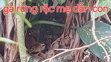 Tin vui...gà rừng rặc đã nở trong Avi gà mẹ dẫn con đi ăn