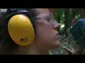 Narnia tree sculptures in Surrey – BBC London News