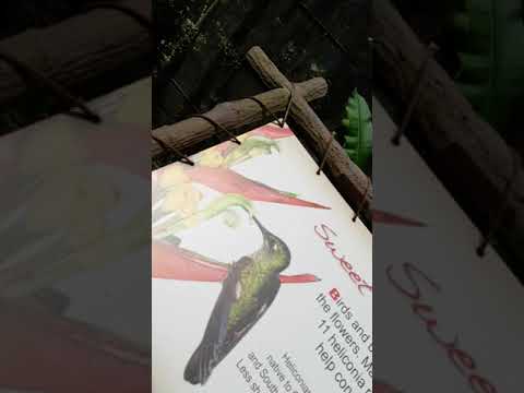 Singapore - Jurong bird park.