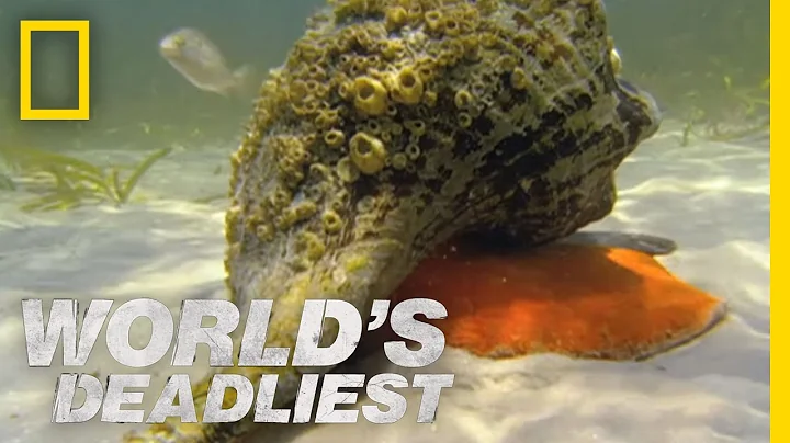 Hermit Crab vs. Conch | World's Deadliest - DayDayNews