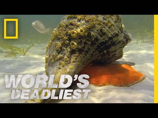 Hermit Crab vs. Conch | World's Deadliest class=