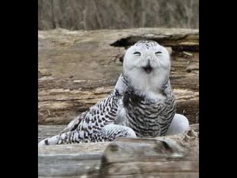 Burung Hantu Lucu Imut Youtube