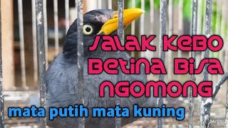Download Lagu jalak kebo betina bisa ngomong lbih pinter dr jantan MP3