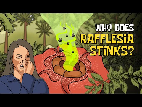 Rafflesia: The Flower