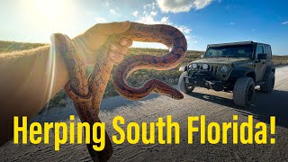 Herping South Florida
